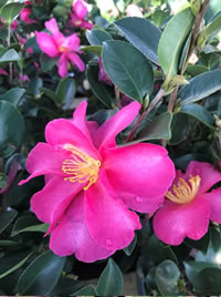 Camellias flower through winter