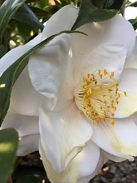 Feed Camellias with BioOcean