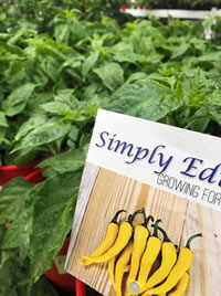 Chillies love a sunny hot spot