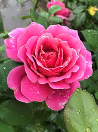 Watch out for black spot on roses