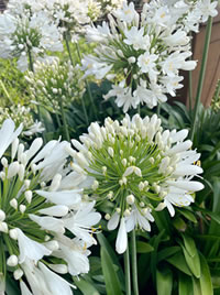 Agapanthus Great White 