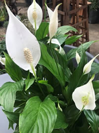 The Peace Lily also known as White Sails 