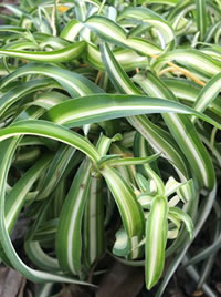 Hen&Chicken or Spider plant