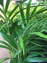 Bamboo Palms add a tropical touch