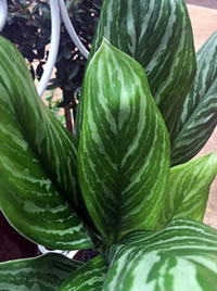 The Spear Plant has shades of silver