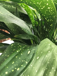 We love the Cast Iron Plant