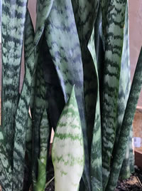 The carbon gobbler Snake Plant 