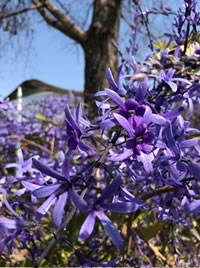 Blue Petrea