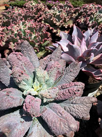 Echeveria Painted Ladies 