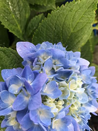 Feed to improve Hydrangea colour