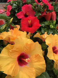 Hibiscus love a sunny hot spot