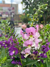 Summer Snapdragons - Angelonia
