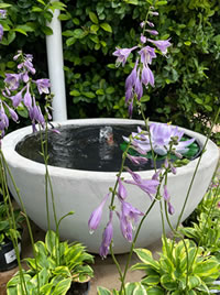 Check that your waterfeature pump is working well