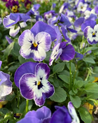 Plant a bowl of colour for the patio
