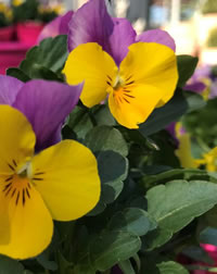 Pansies and Violas are great but there’s more