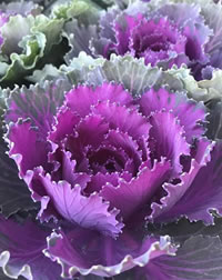 Ornamental Kale make a bold statement