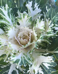 Ornamental Kale always draw attention