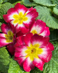 Primroses are low and flat