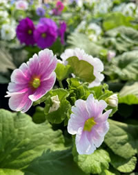 Do not overwater them or they will rot