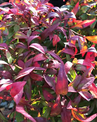 Nandina get our vote for rewarding colour