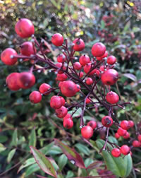 The berries on Nandina attract birds