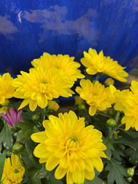 Fall Chrysanth’s to celebrate the season