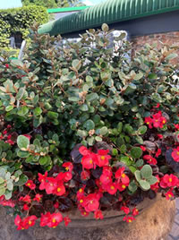 Correa White Bells planted at our entrance