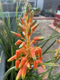 Grass Aloes grow tall