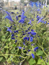 Salvia Patens Blue for butterflies