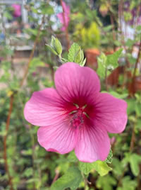 Indigenous cape mallow