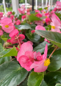 Begonia Big leafed and big flowered Begonia Big leafed and big flowered