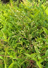 Sacred bamboo is a shrub not a true bamboo Sacred bamboo is a shrub not a true bamboo