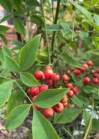 Nandina berries attract birds Nandina berries attract birds