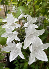 Mackaya Bella covers in white flowers Mackaya Bella covers in white flowers