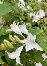 Indigenous and tough Forest bell Bush Indigenous and tough Forest bell Bush