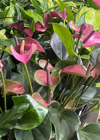 A rule of thumb is to not overwater A rule of thumb is to not overwater