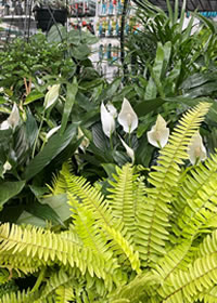 Yellow leaves need more light indoors Yellow leaves need more light indoors