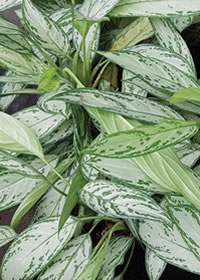 Low light selections do exist – Silver Spear Low light selections do exist – Silver Spear