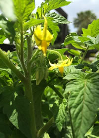 Buds at the ready! Here comes Tomatoes! Buds at the ready! Here comes Tomatoes!