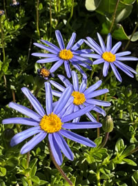 Pollinator Friendly Blue Felicia Daisy