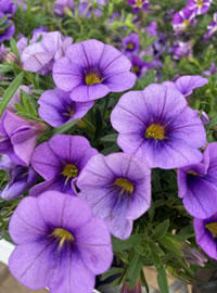 Cali Petunias are a great option to cascade over the edge