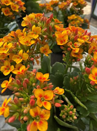 Kalanchoe are a flowering succulent for the patio or even indoors