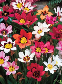 Look out for indigenous bulbs like Sparaxis