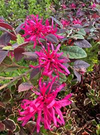 The Fringe Flower flowers spring and autum The Fringe Flower flowers spring and autum