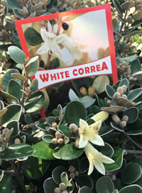 Grey Leaves are always good for contrast Grey Leaves are always good for contrast