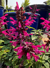 Plant Salvia Rockin Fuchsia Pink for Pollinators Plant Salvia Rockin Fuchsia Pink for Pollinators