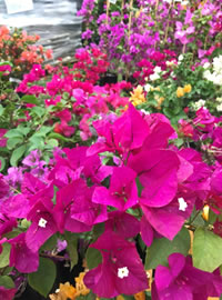 Bougainvillea for memories of coastal holidays Bougainvillea for memories of coastal holidays