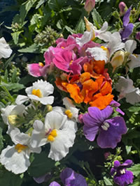 Indigenous Cape Nemesia colourful and hardy