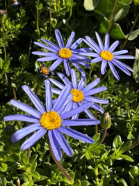 Plant for pollinators Blue Felicia Daisy