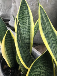 Clean off dust after winter for plant health